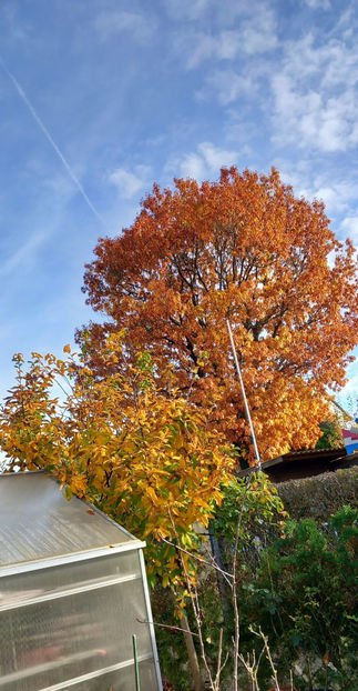  - 2023 - 03 - Toamna