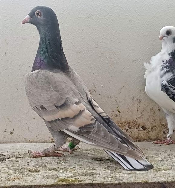  - Nu îmi aparțin 6