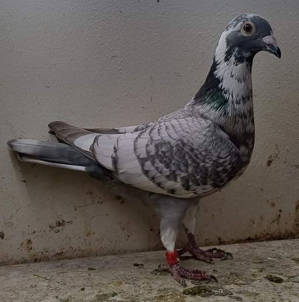  - Nu îmi aparțin 6