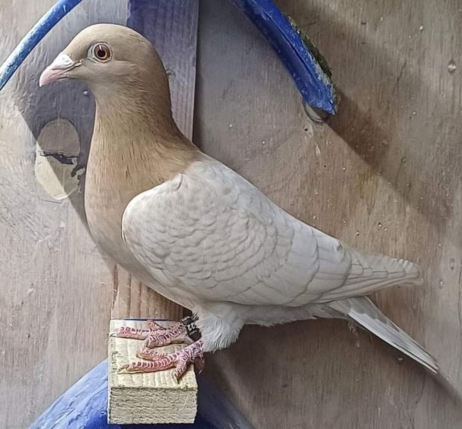  - Nu îmi aparțin 6