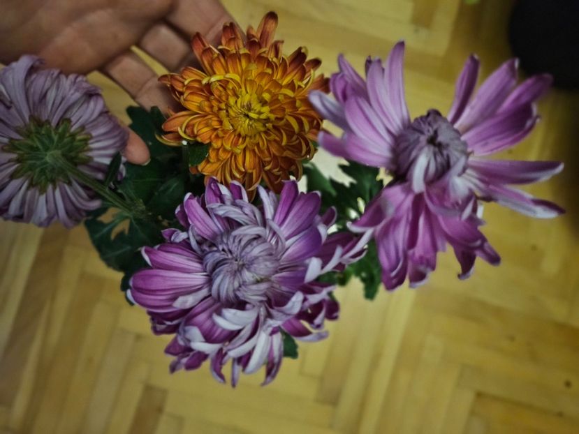  - Crizanteme 22 23 24