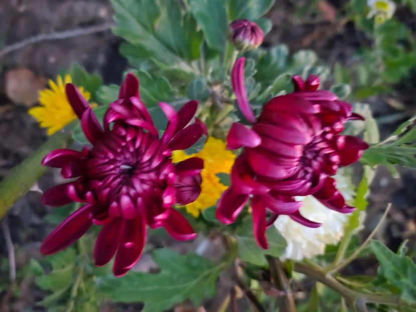  - Crizanteme 22 23 24