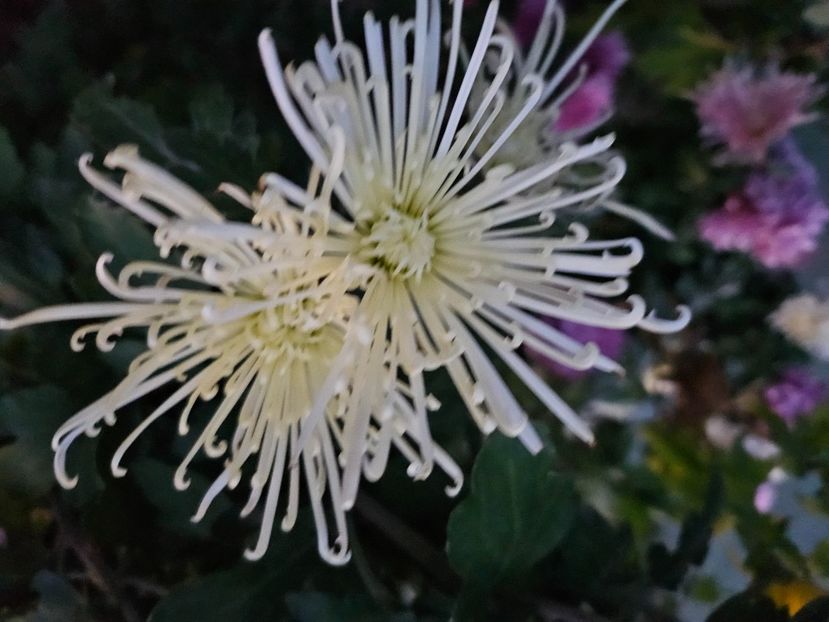  - Crizanteme 22 23 24