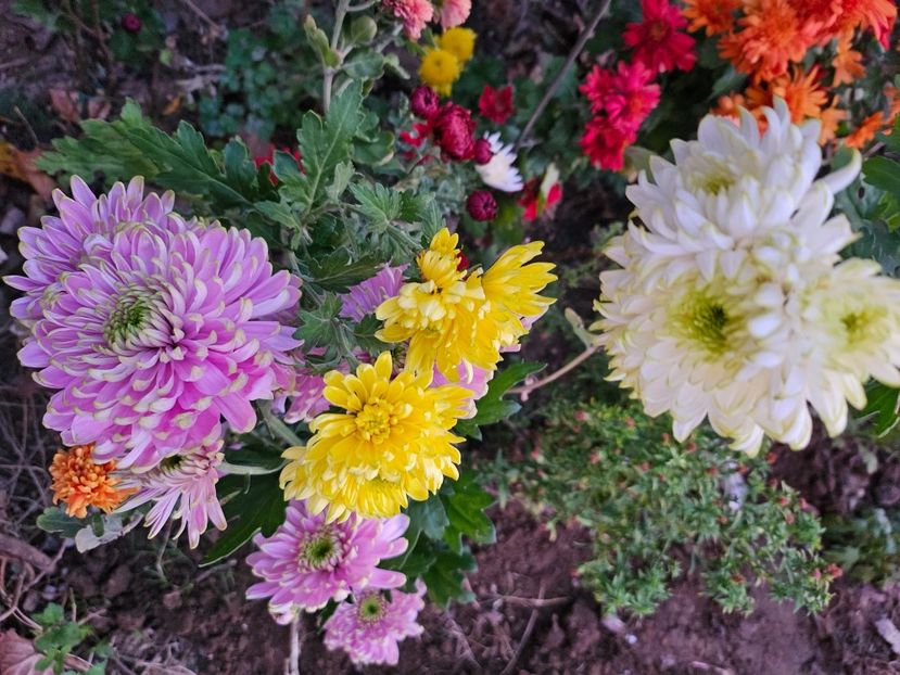  - Crizanteme 22 23 24