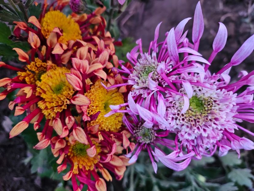  - Crizanteme 22 23 24