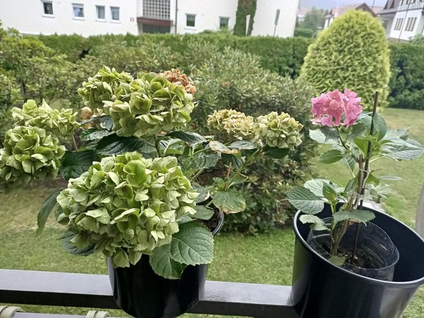 IMG20230725192139 - Magazinul 3