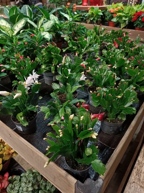 Img.2023.11.18 - Magazinul 3