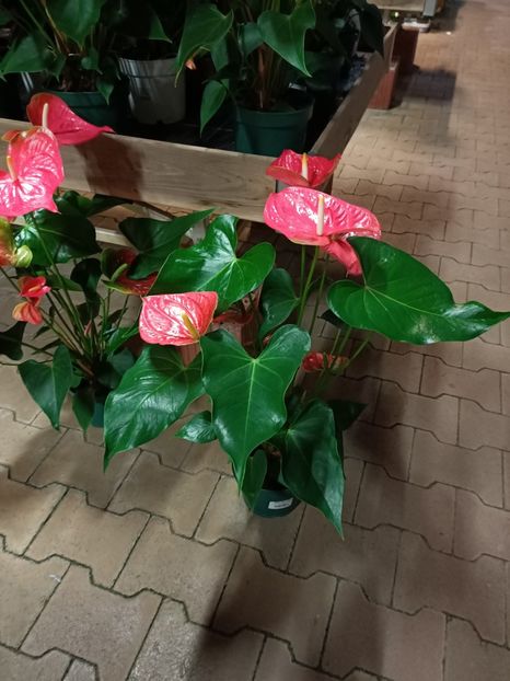 Img.2023.11.18 - Magazinul 3