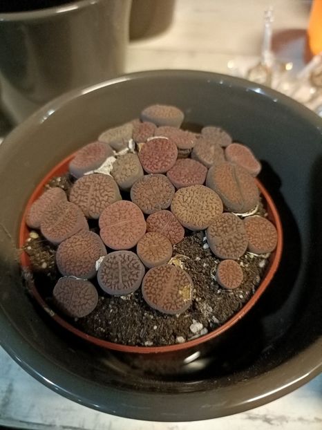 Img.2023.11.18-pietricele vi - Magazinul 3