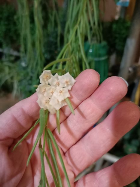 Img.2023.11.18-hoya linearis - Magazinul 3