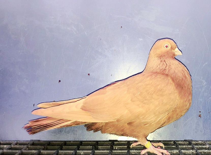 17124  Femelă  2023 - Plecați ALBUM 4