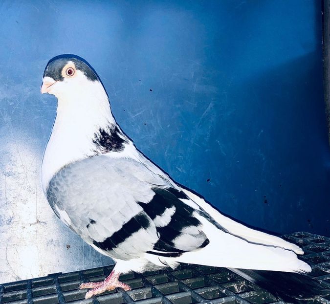 23087  Mascul  2020 - Jucători de Galați