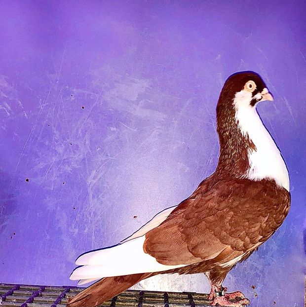 4927  Mascul  2022 - Jucători de Galați