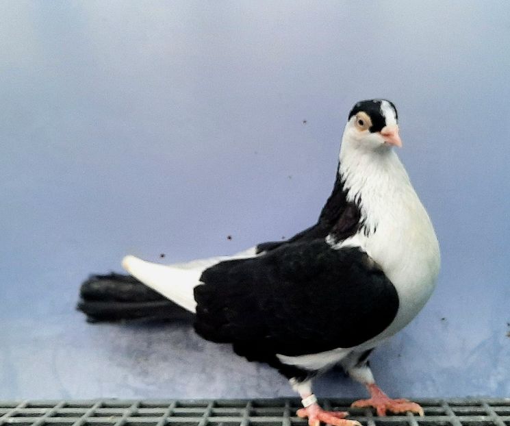 12260  Femelă  2021 - Plecați ALBUM 4