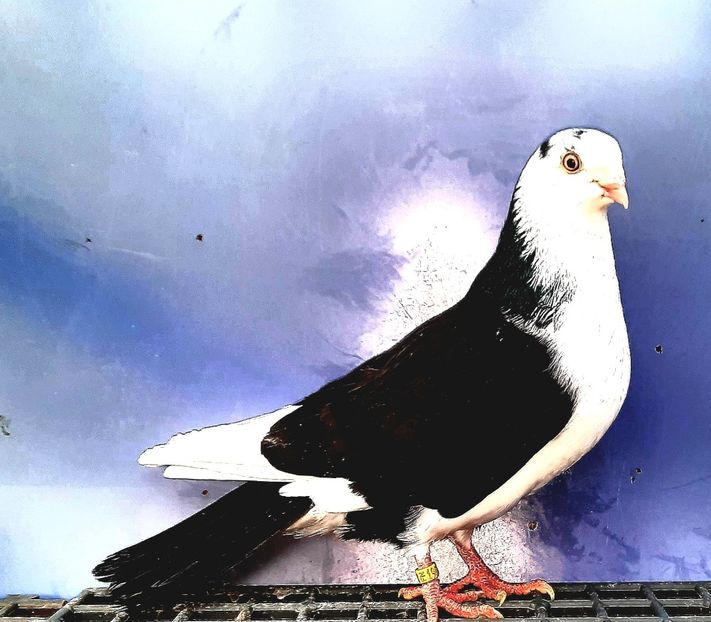 19873  Maacul  2023 - 00001 porumbei dragi mie arhivă