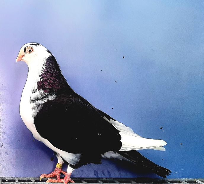 17180  Femelă  2023 - Jucători de Galați