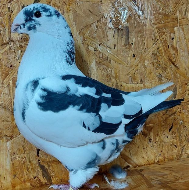 115877555 (1) - 3---AGH DAȚI 2019 - 2025