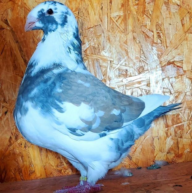  - 3---AGH DAȚI 2019 - 2025