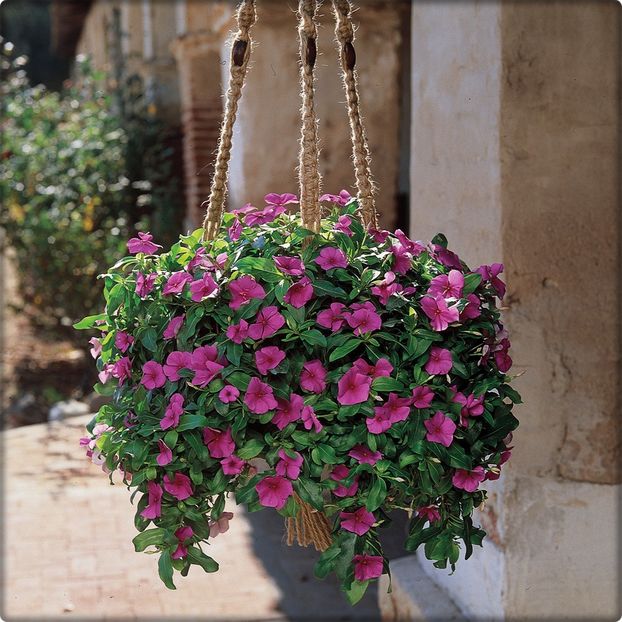 vinca03 - Seminte profesionale