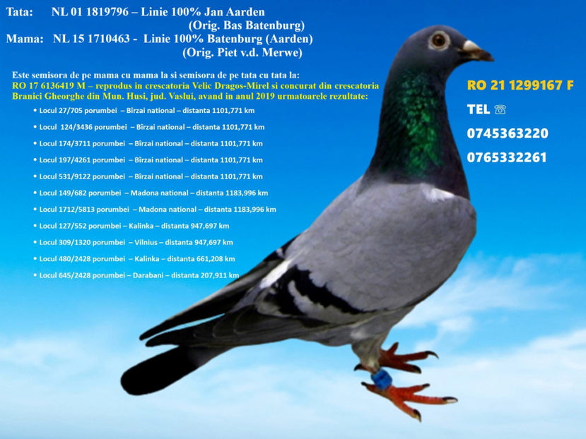 RO 21 1299167 F Pret fix 150 lei + transportul - 11 PORUMBEI - FEMELE - DISPONIBILE DIN ANII 2016 2017 2018 2019 2020 2021