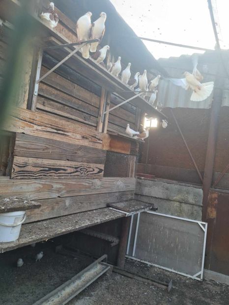  - 1957 Lucian Constantin