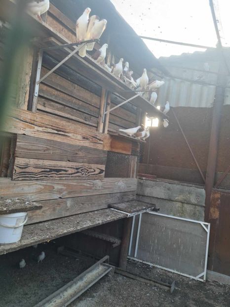  - 1957 Lucian Constantin