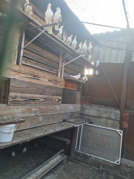  - 1957 Lucian Constantin