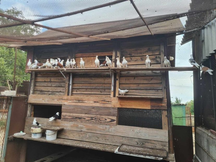  - 1957 Lucian Constantin