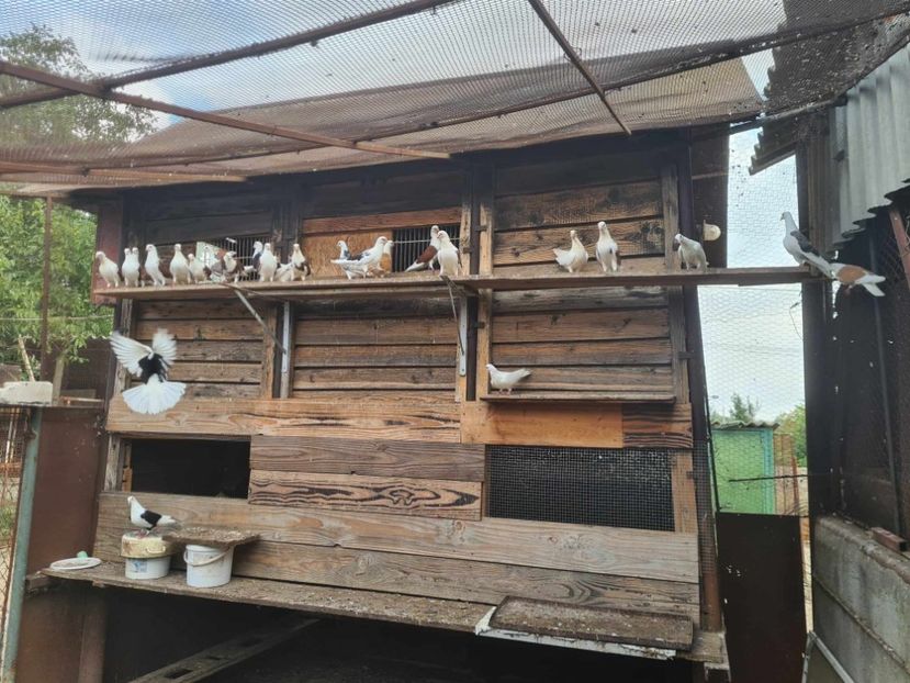  - 1957 Lucian Constantin