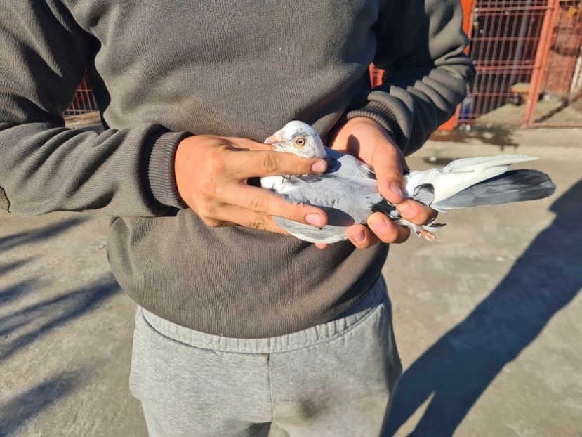  - 1942 Robert Zbughea