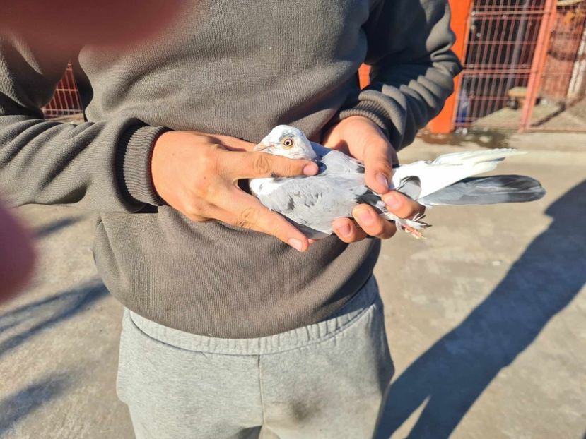  - 1942 Robert Zbughea