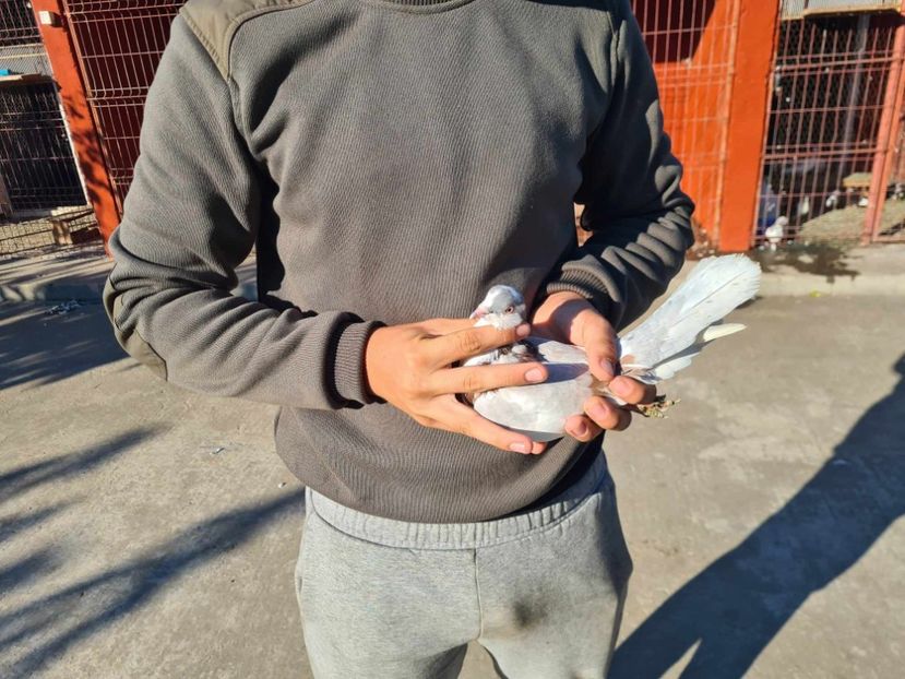  - 1942 Robert Zbughea