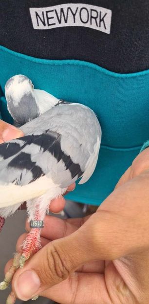  - 1942 Robert Zbughea