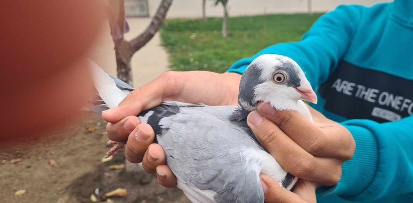  - 1942 Robert Zbughea