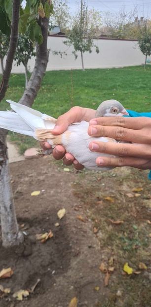  - 1942 Robert Zbughea