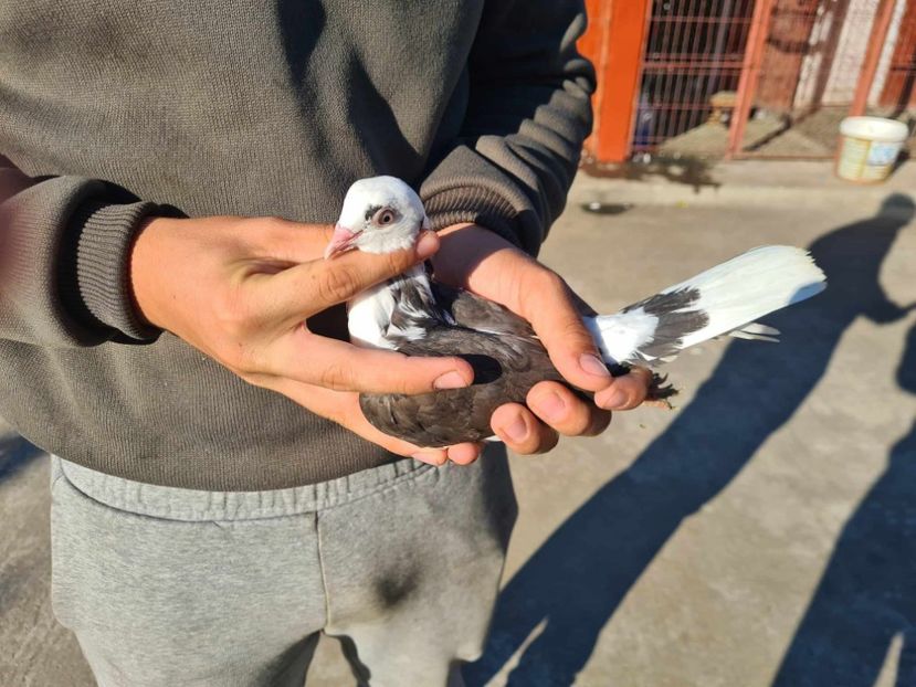  - 1942 Robert Zbughea