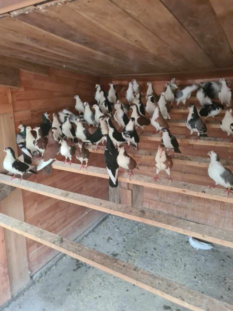  - 1959 Gheorghe Coloji