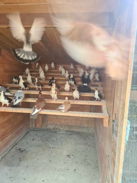  - 1959 Gheorghe Coloji