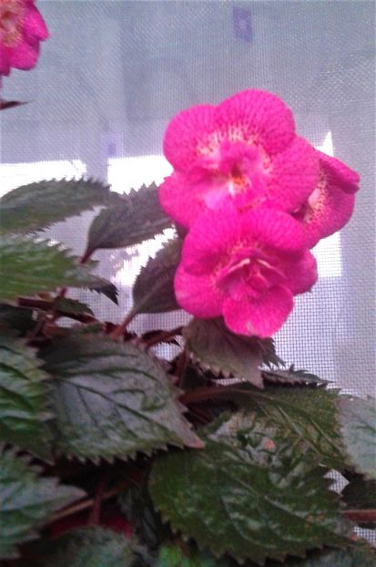 20231119_074304-1 - 000018 ACHIMENES
