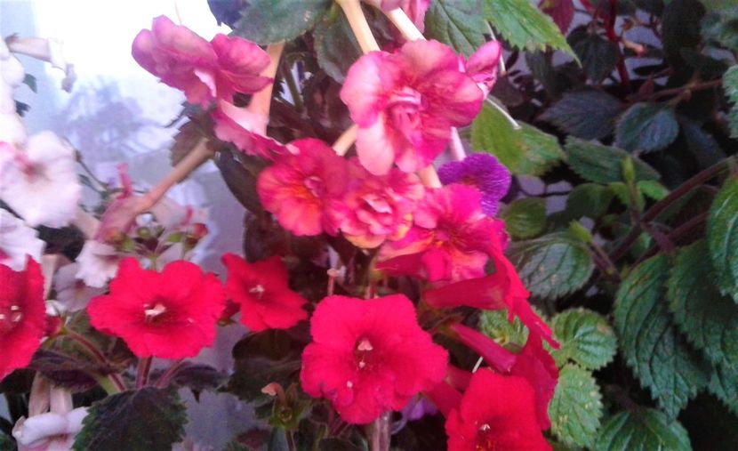20231119_074239-2 - 000018 ACHIMENES