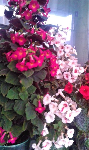 20231119_073826-3 - 000018 ACHIMENES