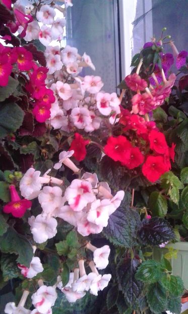 20231119_074005-4 - 000018 ACHIMENES