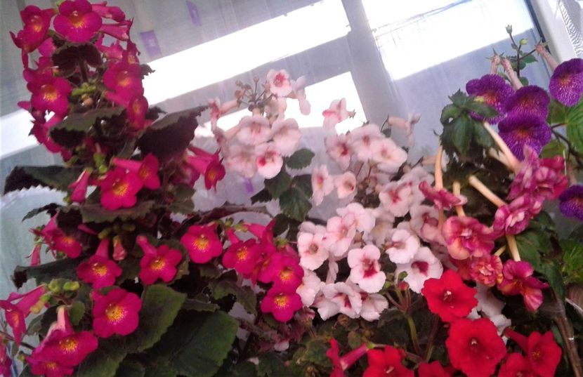 20231119_073954-5 - 000018 ACHIMENES
