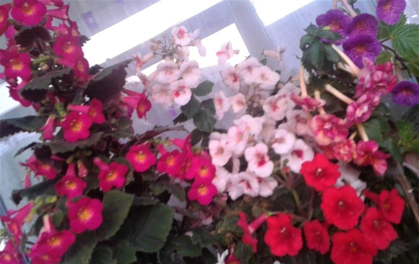 20231119_073945-6 - 000018 ACHIMENES