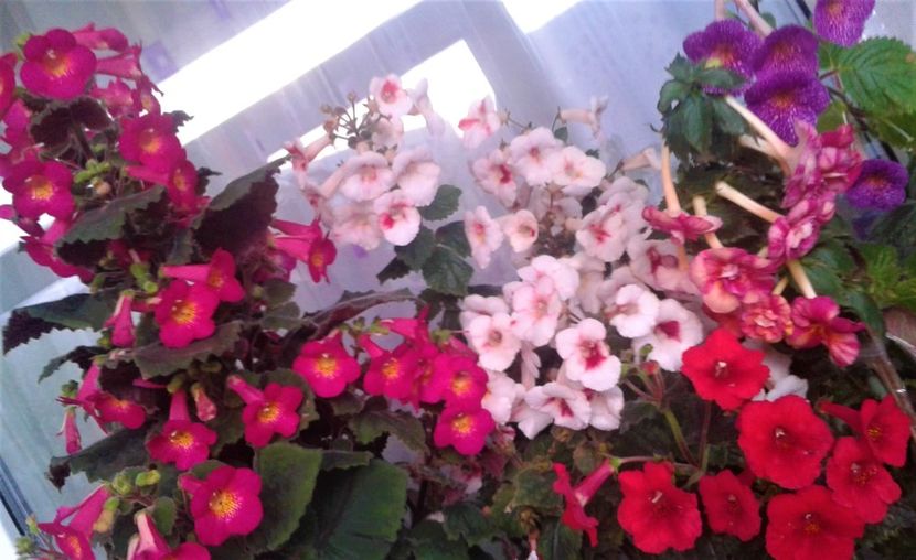 20231119_073921-7 - 000018 ACHIMENES