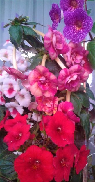 20231119_074229-13 - 000018 ACHIMENES