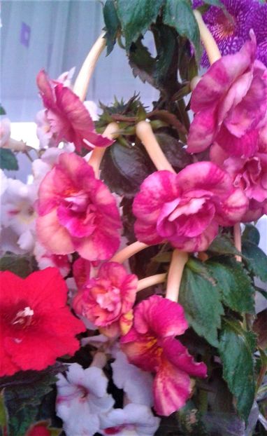 20231119_073751-15 - 000018 ACHIMENES