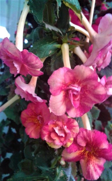 20231119_073430-16 - 000018 ACHIMENES