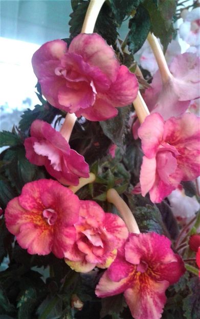 20231119_073325-18 - 000018 ACHIMENES