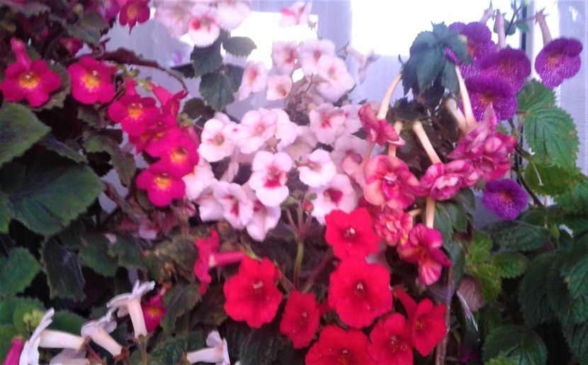 20231119_073905-20 - 000018 ACHIMENES